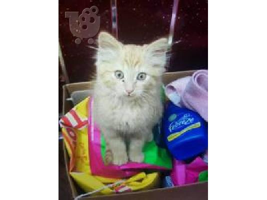 PoulaTo: Cute, Creamy, Gingery Male Kitten